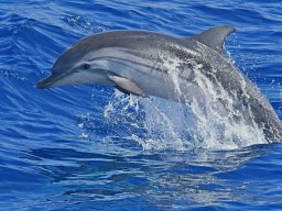 Cetacei e uccelli marini dalla barca